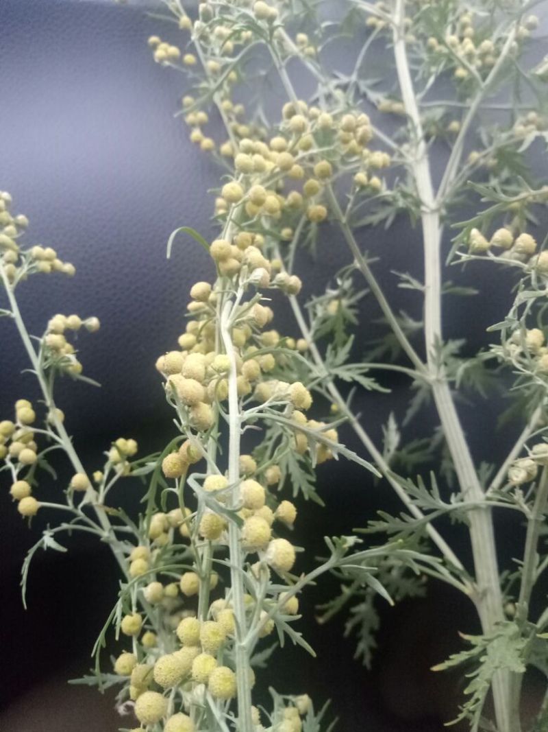 野菊花袋装