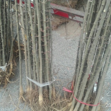 皂角树