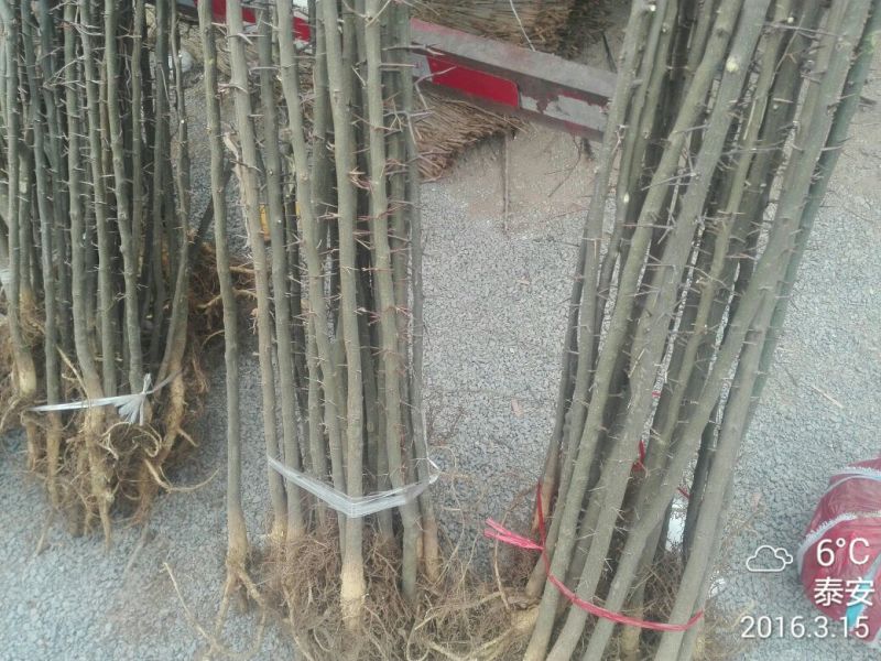 皂角树