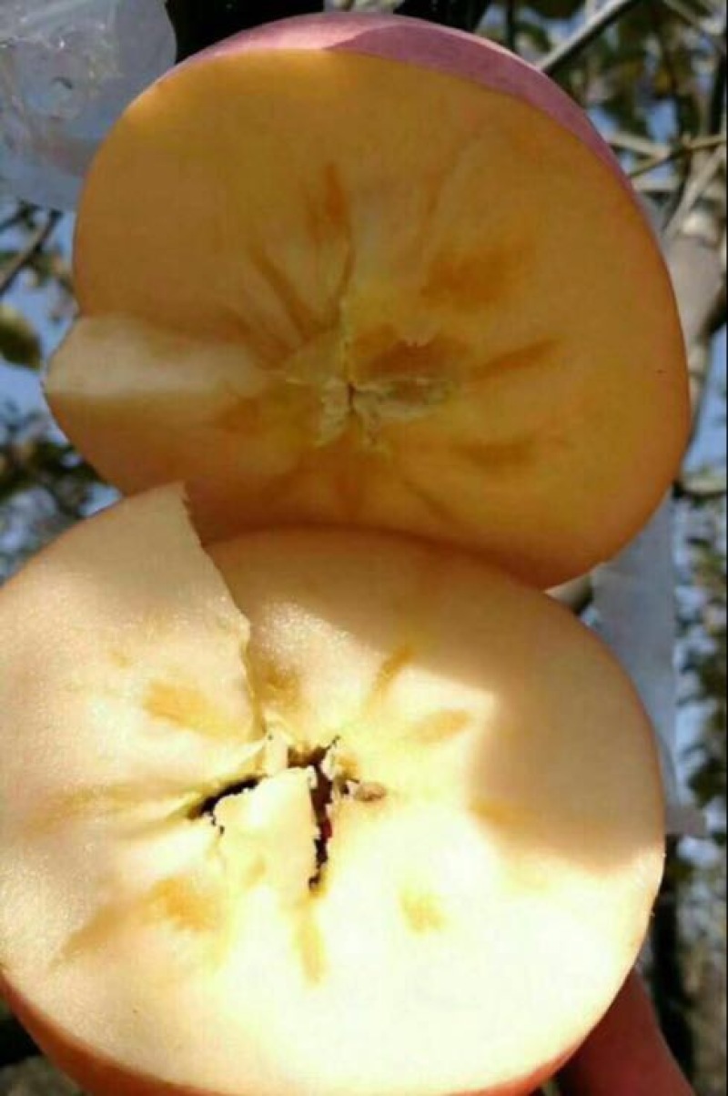 红富士苹果75mm以上膜袋