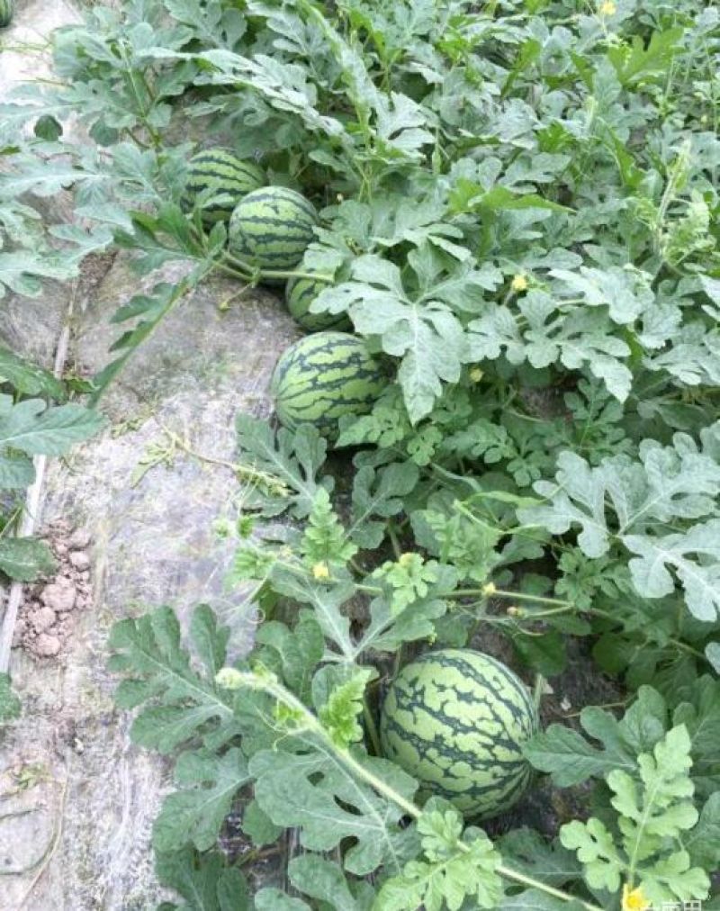 【精选】麒麟瓜，8424西瓜产地供应产地货源保熟保甜