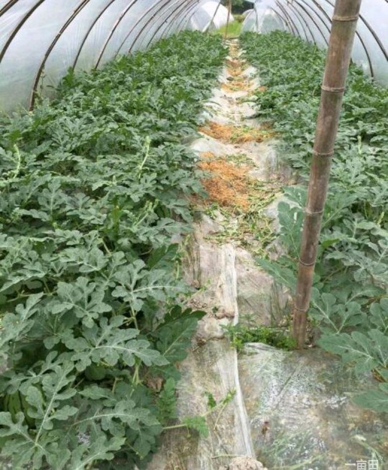 【精选】麒麟瓜，8424西瓜产地供应产地货源保熟保甜