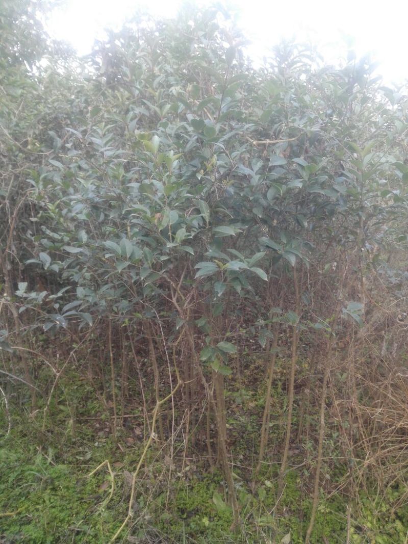 大叶女贞4cm以下