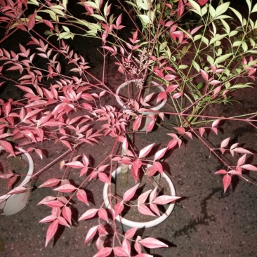 南天竹30~50cm