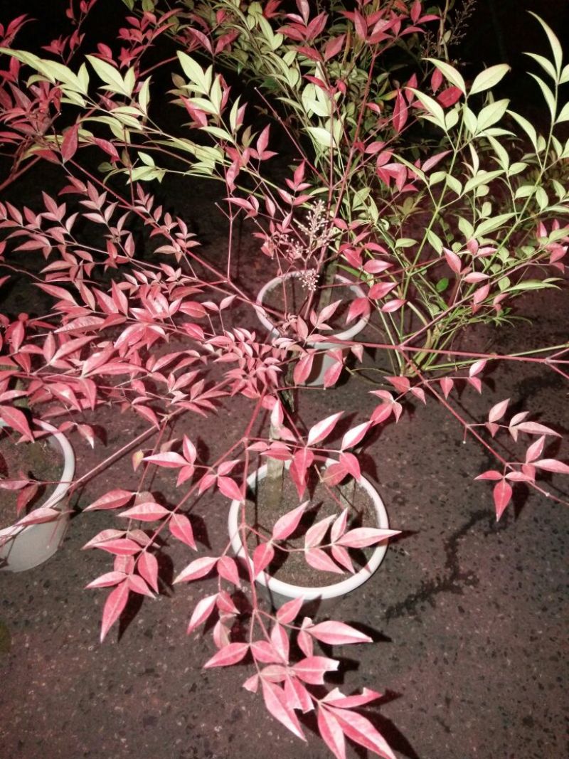南天竹30~50cm