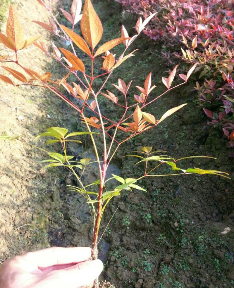 南天竹30~50cm