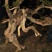 黄杨树桩20~25cm