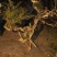 黄杨树桩20~25cm