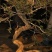 黄杨树桩20~25cm