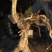 黄杨树桩20~25cm