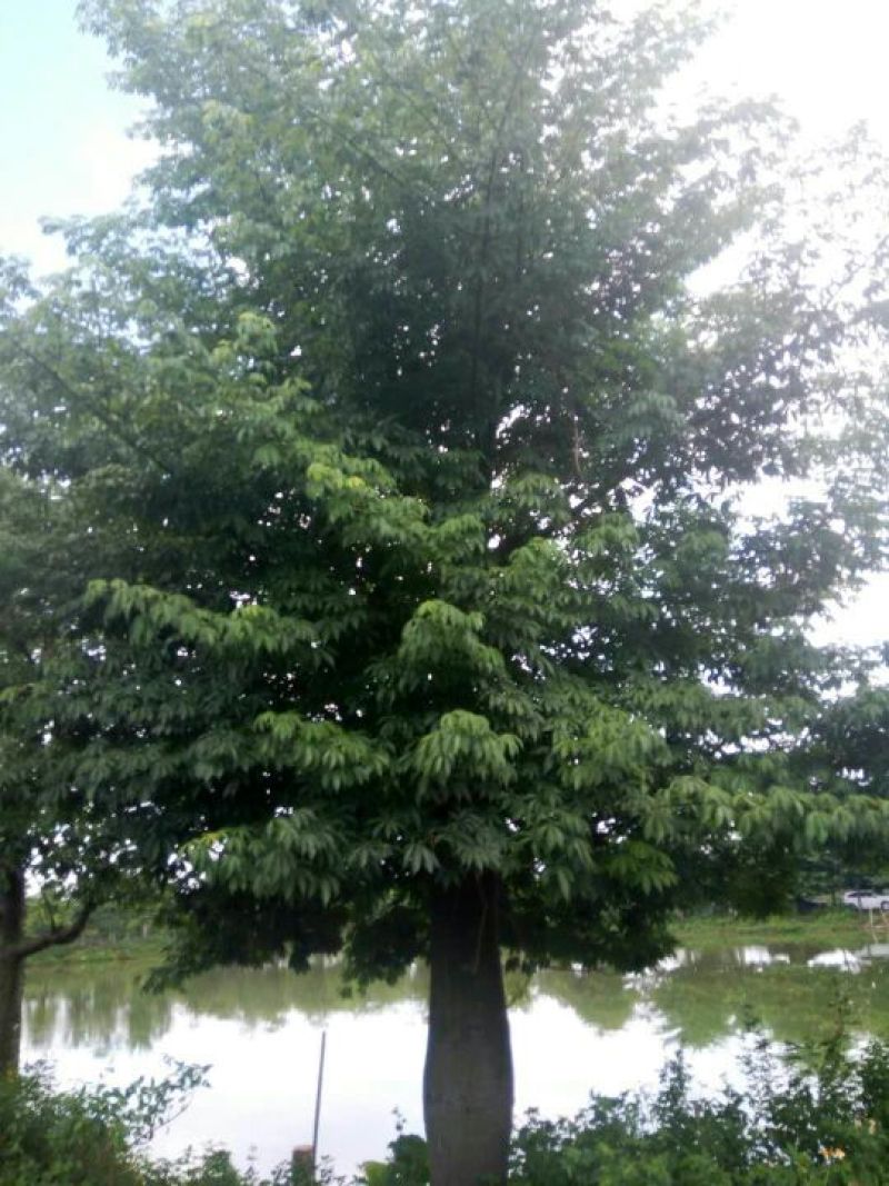 木棉18~20cm3.5~4m
