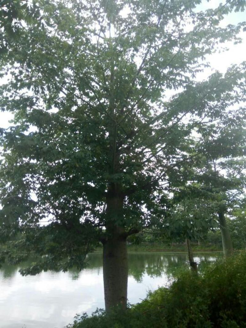 木棉18~20cm3.5~4m