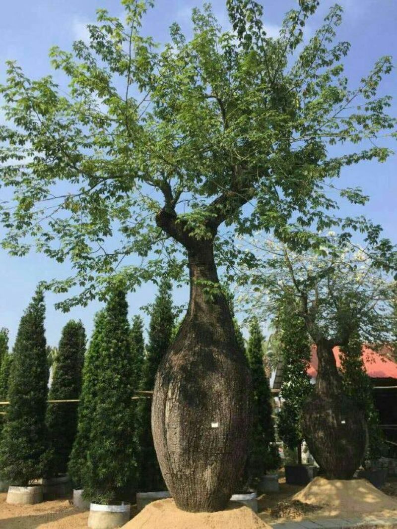 木棉18~20cm3.5~4m