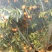 精品砂糖橘，广西砂糖橘，一级，二级，三级