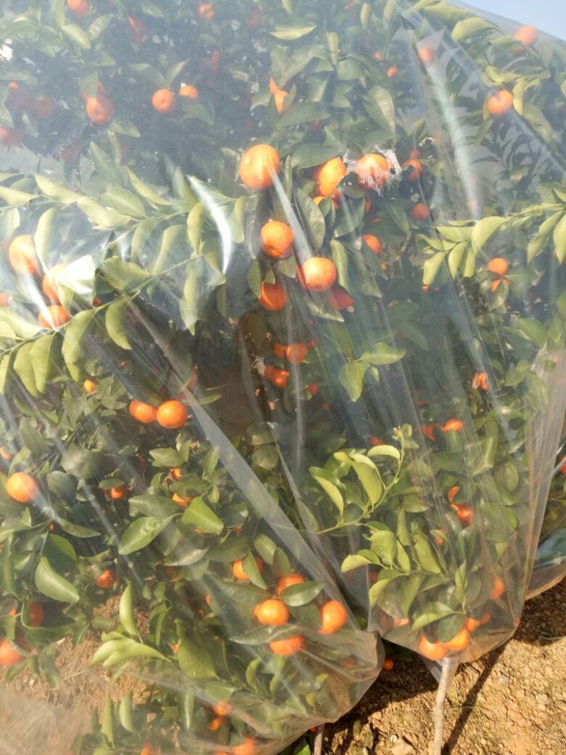 精品砂糖橘，广西砂糖橘，一级，二级，三级