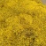 野菊花