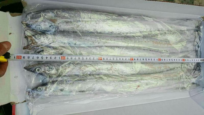 刀鱼食用冰鲜鱼