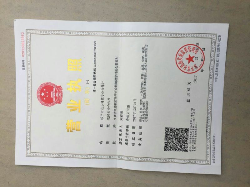 金丝皇菊茶一级