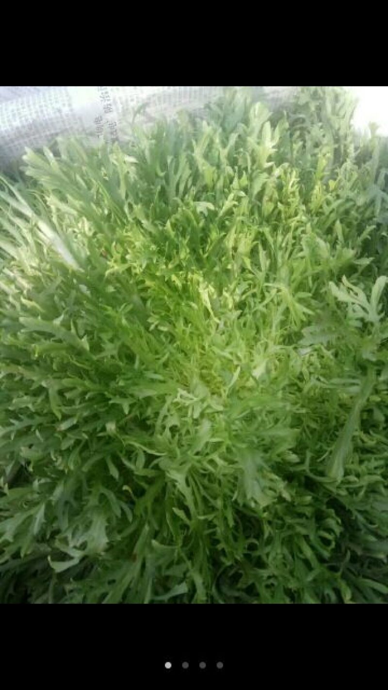 苦菊12~15cm