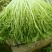 苦菊12~15cm