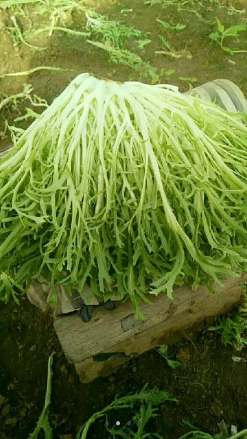 苦菊12~15cm
