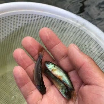 丁桂鱼苗优质鱼苗成率高