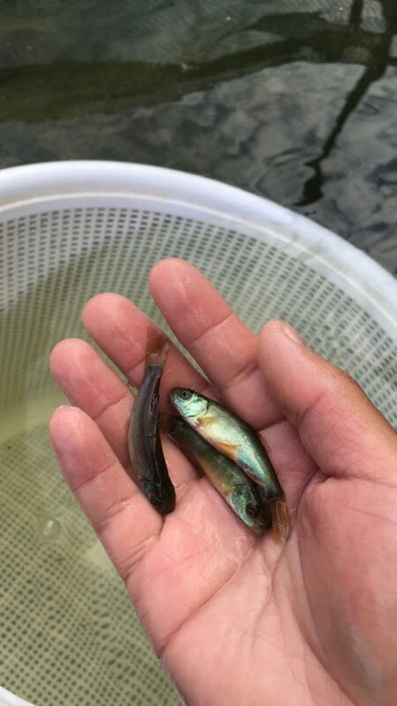 丁桂鱼苗优质鱼苗成率高
