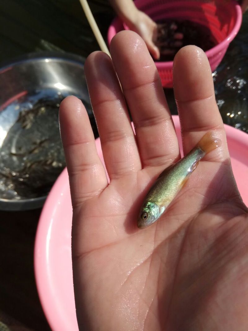 丁桂鱼苗优质鱼苗成率高