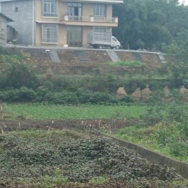 药用鱼腥草