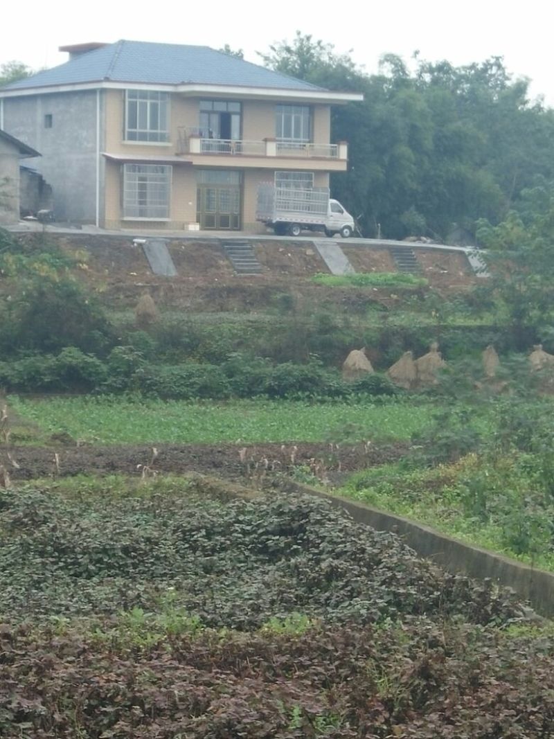 药用鱼腥草