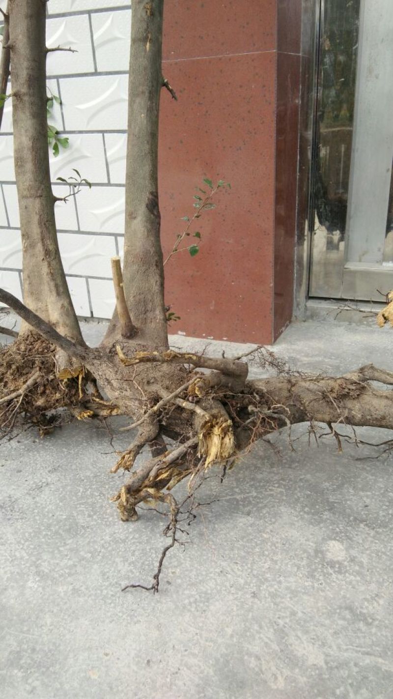 金弹子树桩