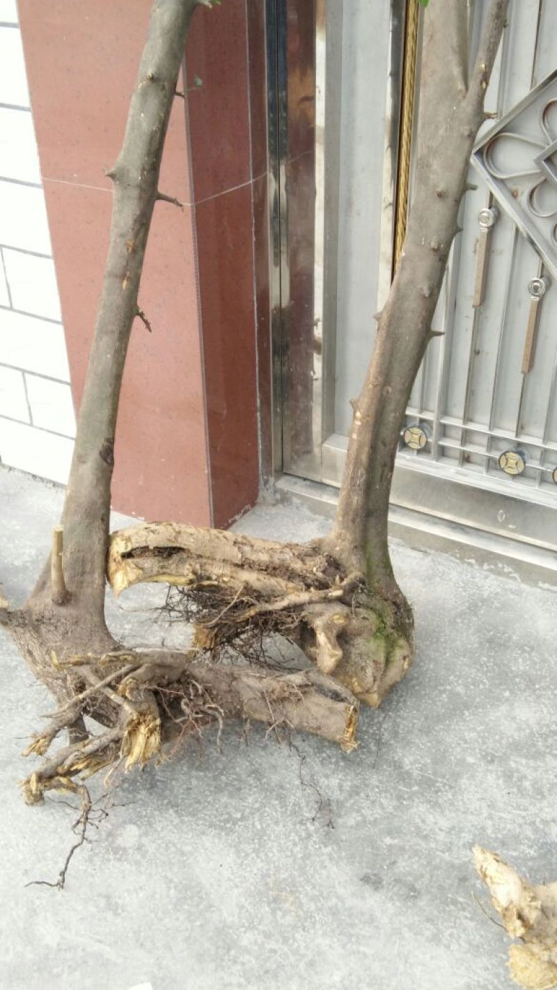 金弹子树桩