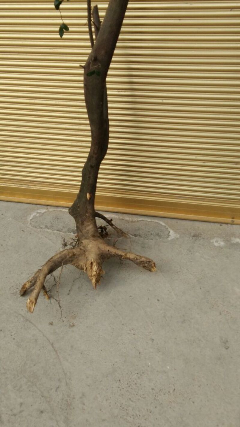 金弹子树桩