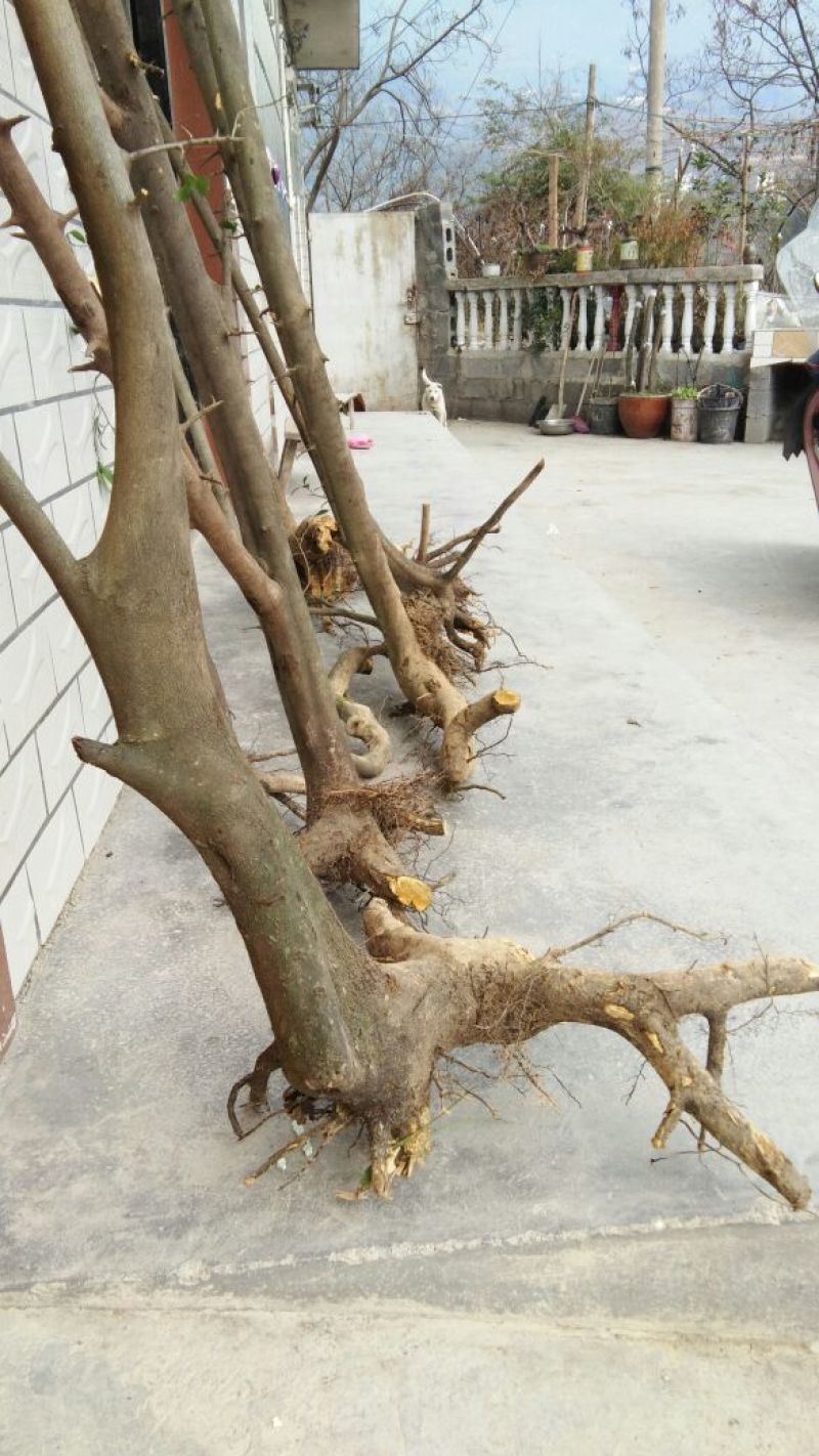 金弹子树桩