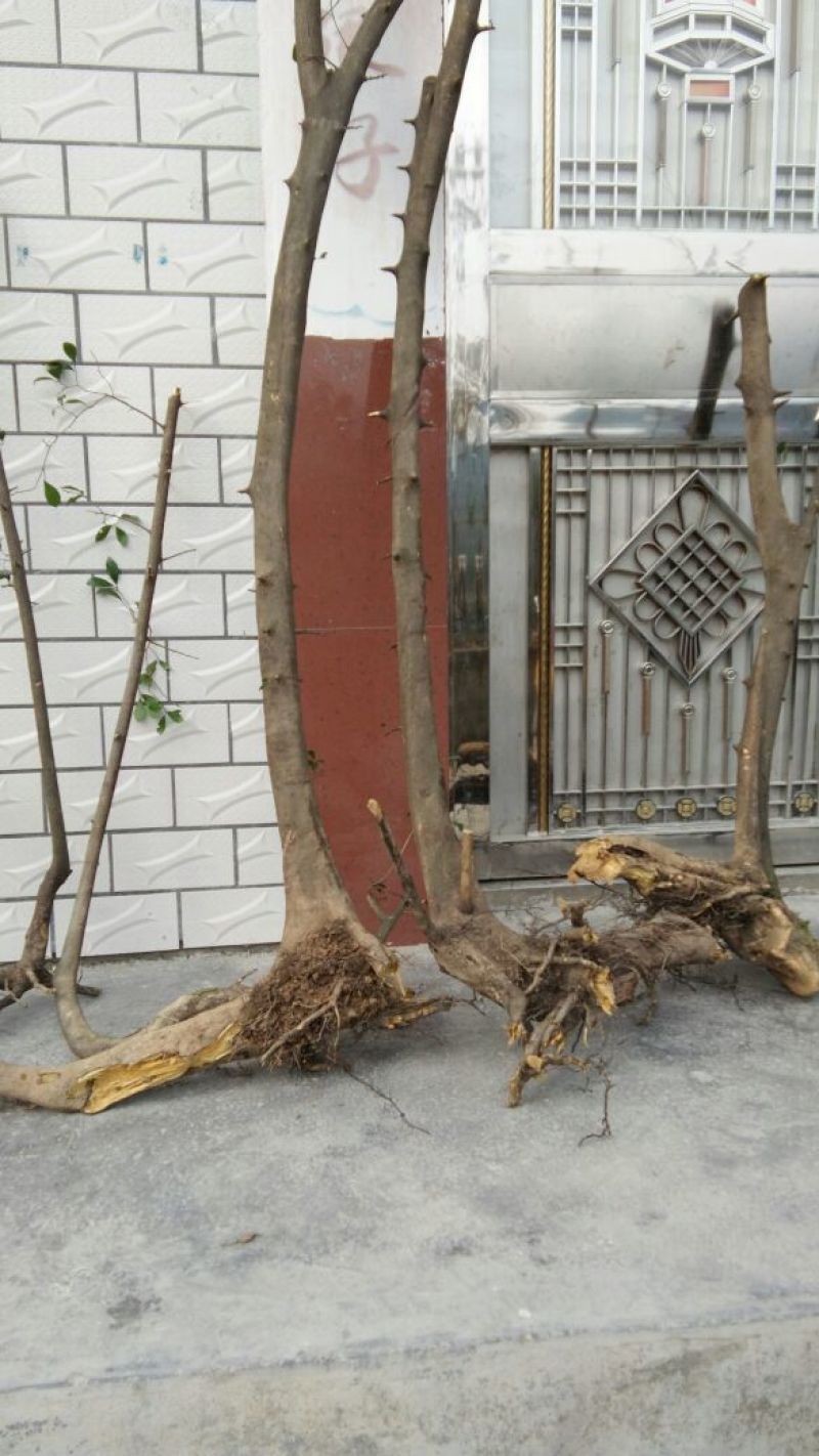 金弹子树桩