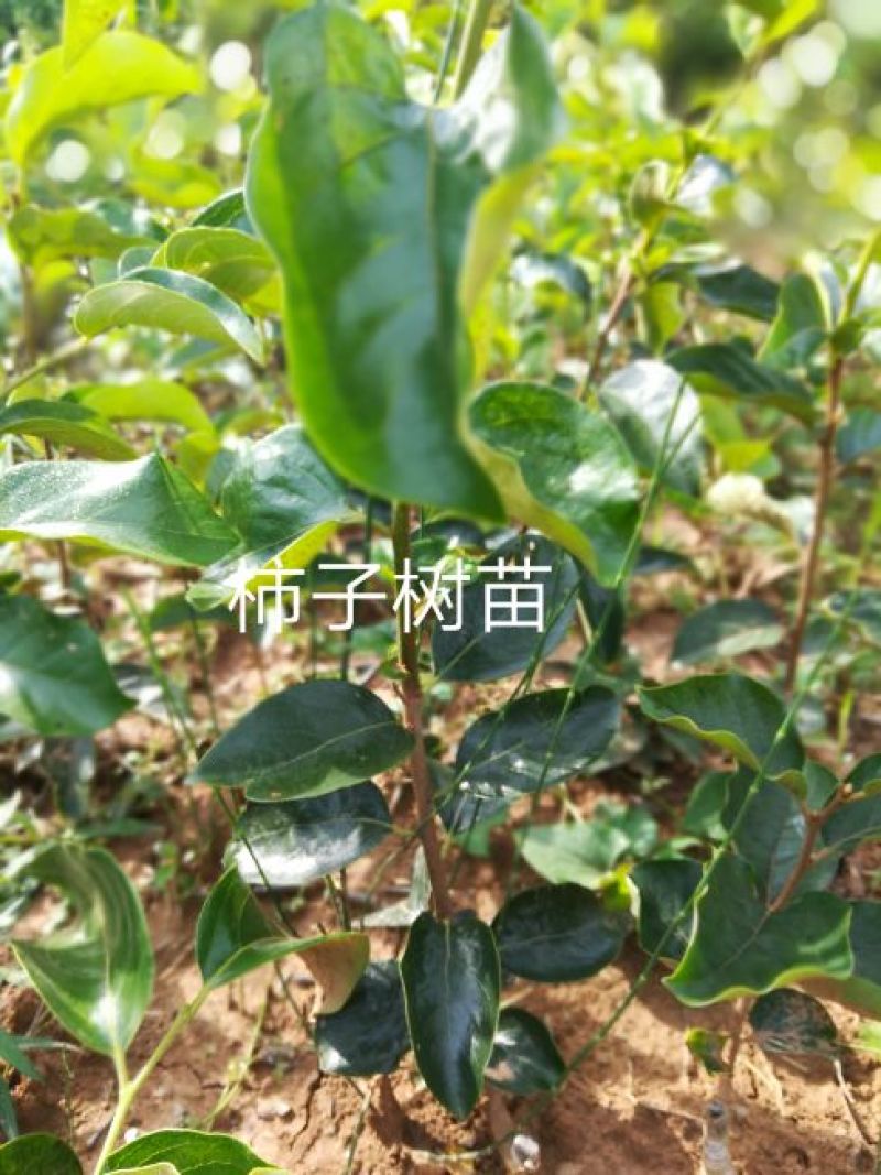 🍅柿树2cm以下4cm以下0.5~1米，规格齐全