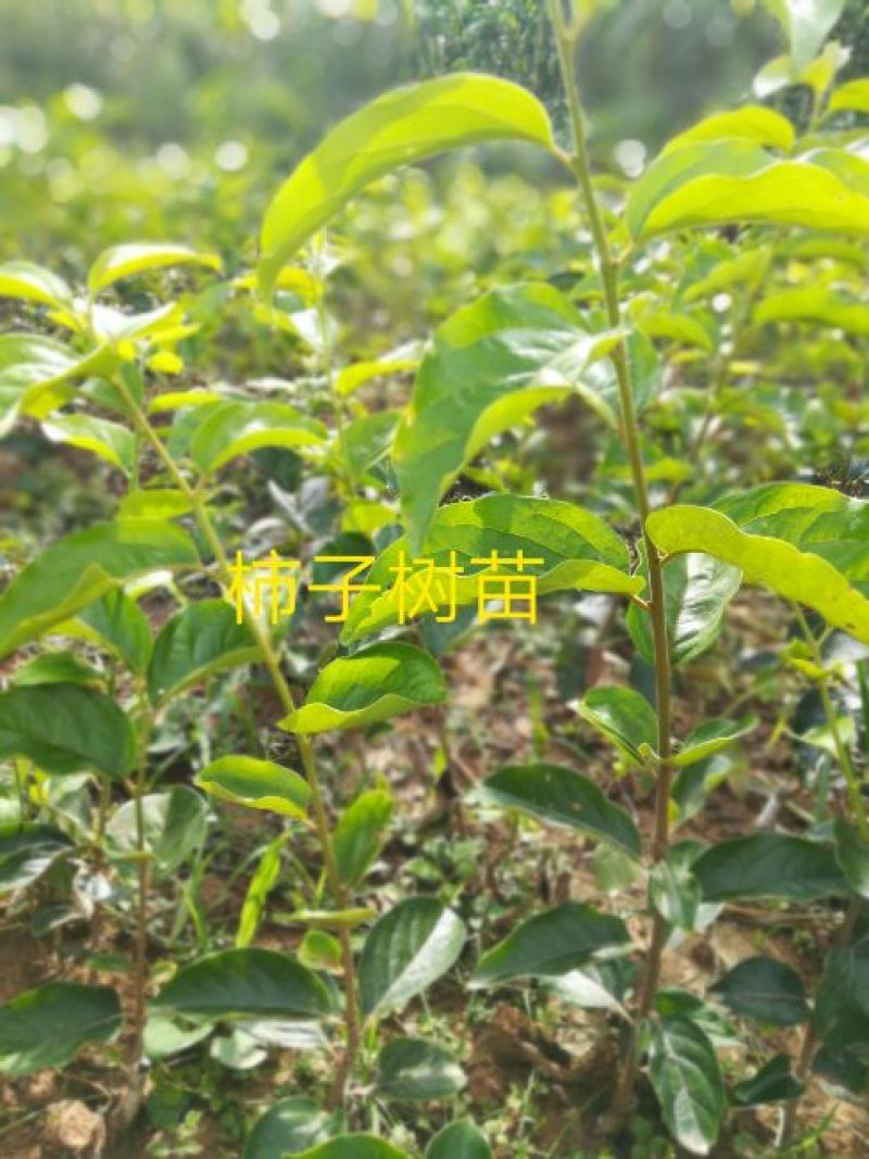 🍅柿树2cm以下4cm以下0.5~1米，规格齐全