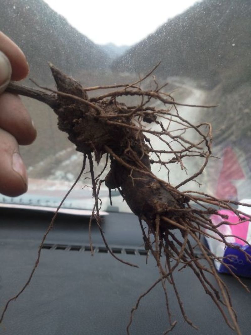 朱沙点南苍术（茅苍术）鲜货