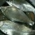 鳊鱼25~30cm食用活鱼