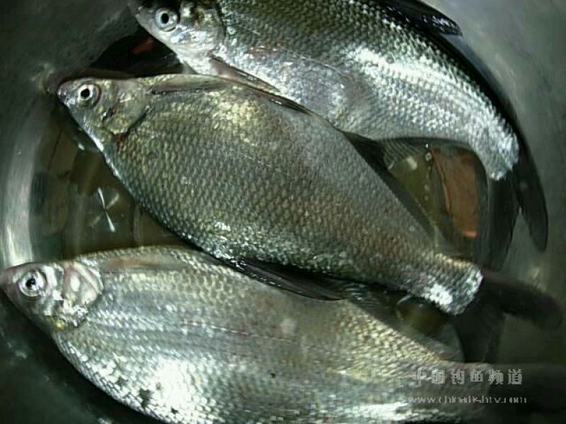 鳊鱼25~30cm食用活鱼