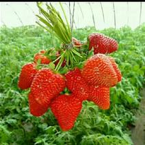 九九草莓20~30克