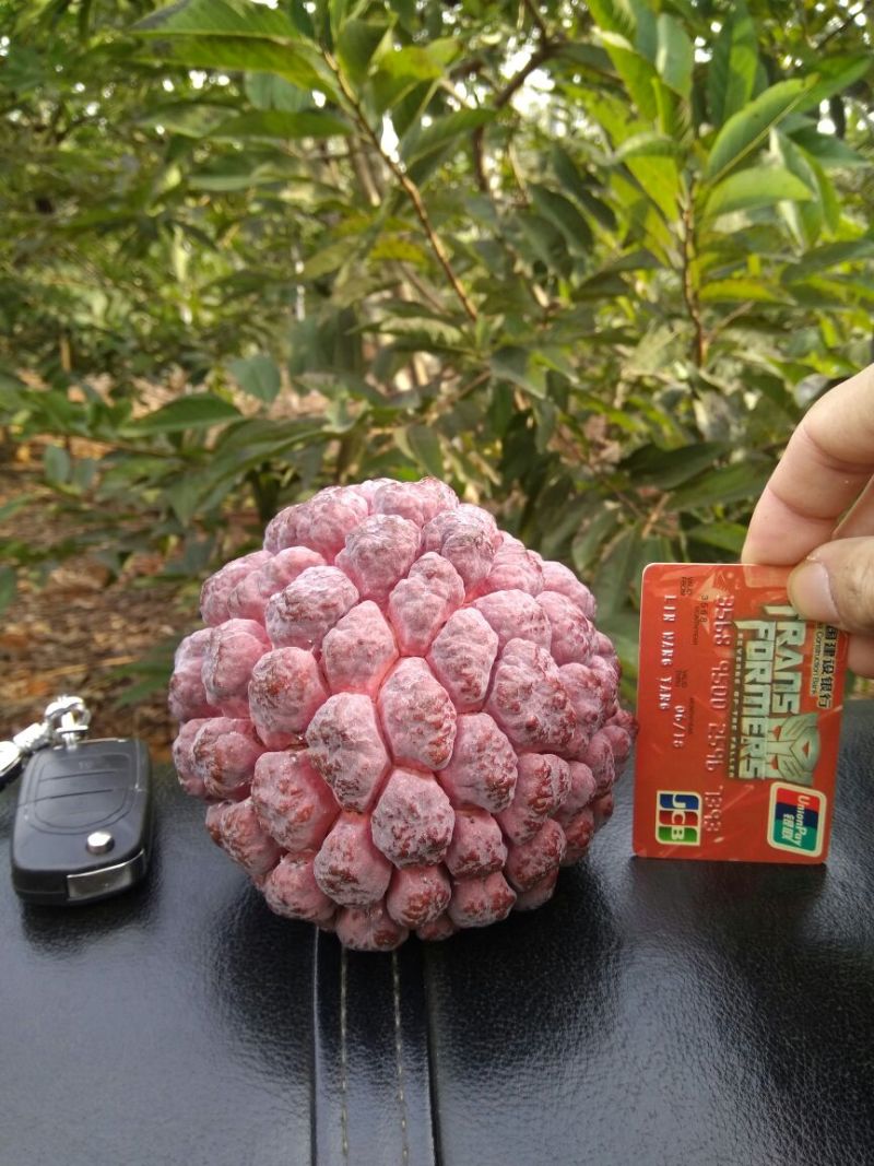 台湾释迦特级350~450g