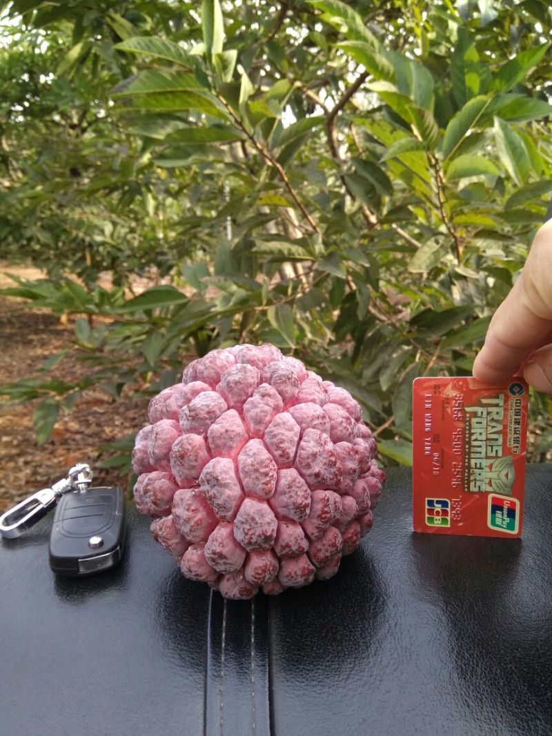 台湾释迦特级350~450g