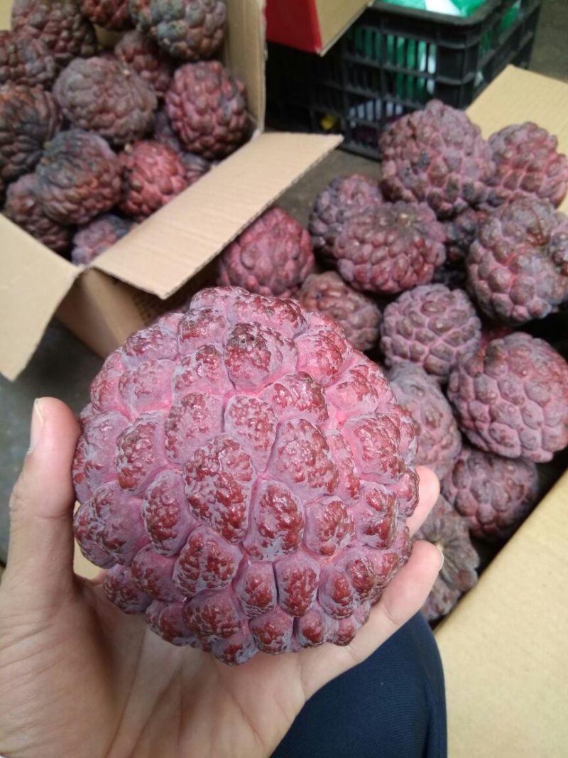 台湾释迦特级350~450g