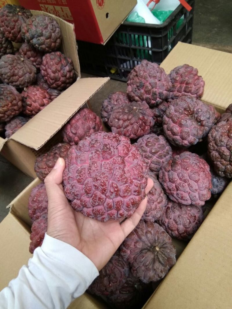 台湾释迦特级350~450g