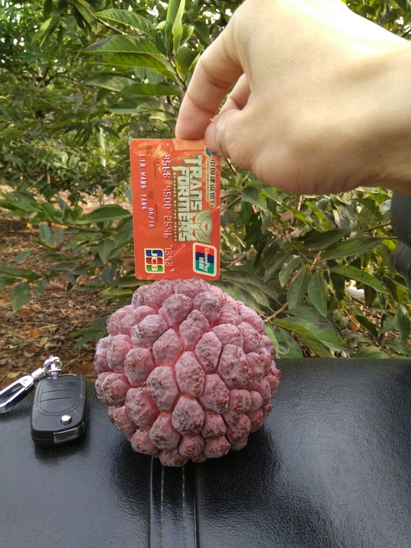 台湾释迦特级350~450g