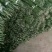 爱媛38号枝条品质保证签合同出售