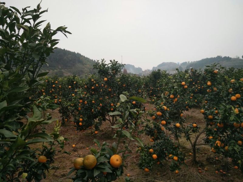 爱媛38号枝条品质保证签合同出售