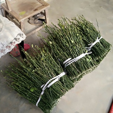 爱媛38号枝条品质保证签合同出售