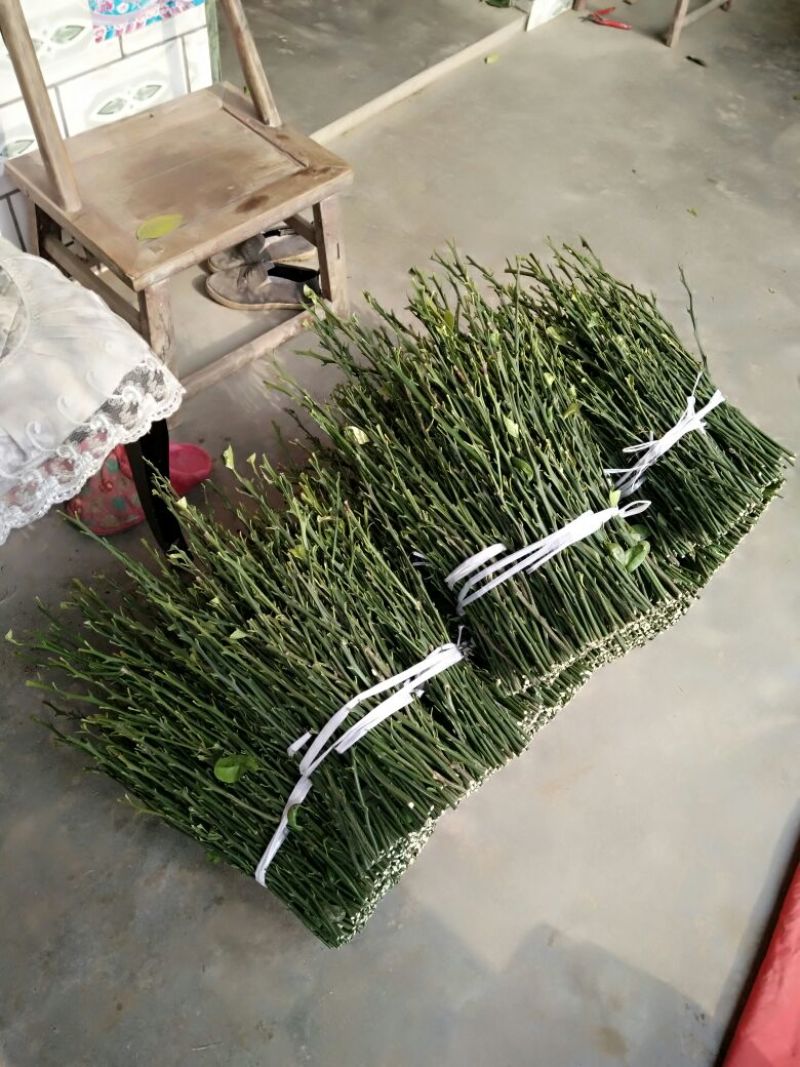 爱媛38号枝条品质保证签合同出售